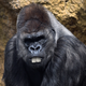 Illustration for article titled Heartbreaking: This Buck-Toothed Gorilla Is Too Dumb-Looking To Ever Scare Poachers Away From His Children